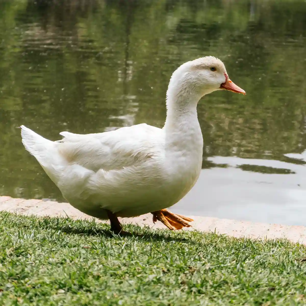 closeup-shot-duck-near-pond-zoo
